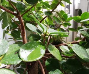 ベランダ、春全開です！