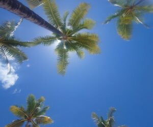 ハワイ旅行へ